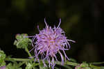 Roughleaf blazing star <BR>Tall blazing star